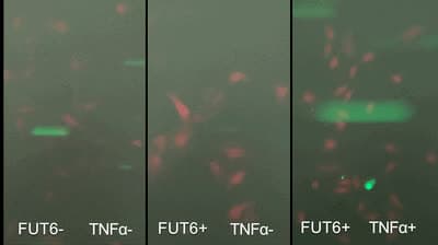 FUT6-modified GFP-labeled human MSCs flowing over a HUVEC monolayer
