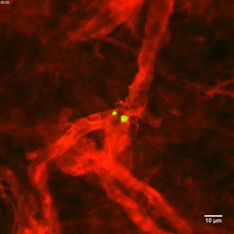 Intravital imaging of a live mouse ear: a green infused MSC among red host tissue